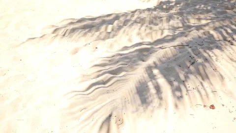 Beach sand with the palm leaves shadow. The shadow of palm leaves background   Stock Footage 312808785