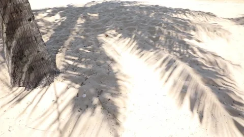 Beach sand with the palm leaves shadow. The shadow of palm leaves background  Stock Footage 312808802