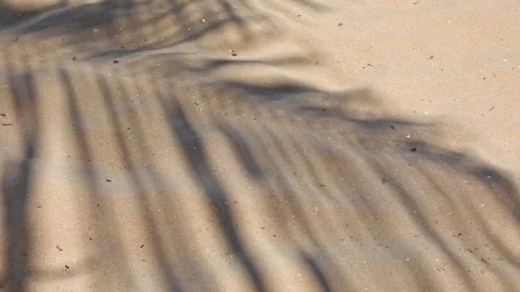 Beach sand with the palm leaves shadow. The shadow of palm leaves background  Stock Footage 312808823
