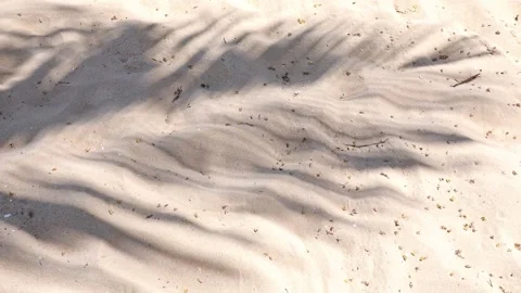 Beach sand with the palm leaves shadow. The shadow of palm leaves background  Stock Footage 312815457
