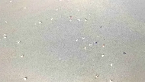 Beach sand with pebbles colorful shells mussels water texture pattern. Stock Footage 330215788