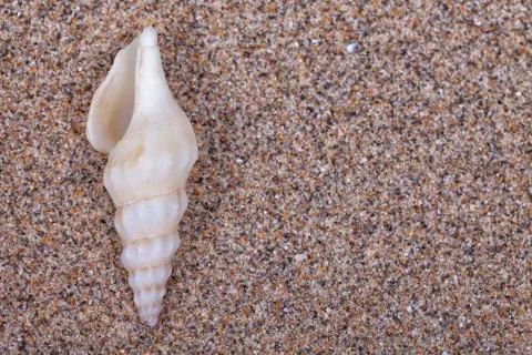 Beach sand with a seashell on top Stock Photos