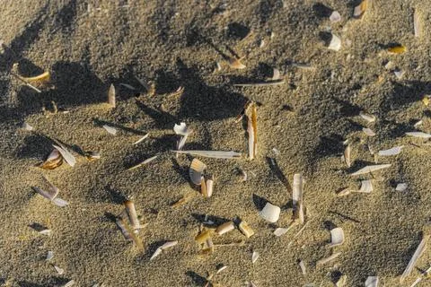 Beach Sand Texture with Seashell Fragments and Shadows Photos