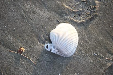 Beach sand texture with shells suitable for background Stock Photos