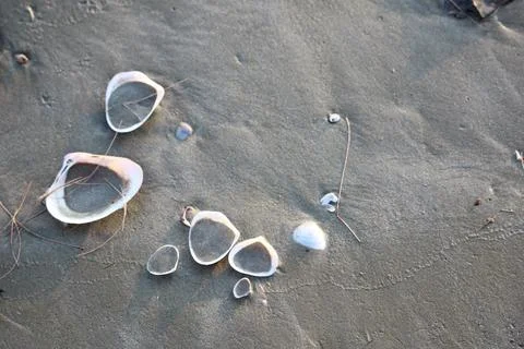 Beach sand texture with shells suitable for background Stock Photos