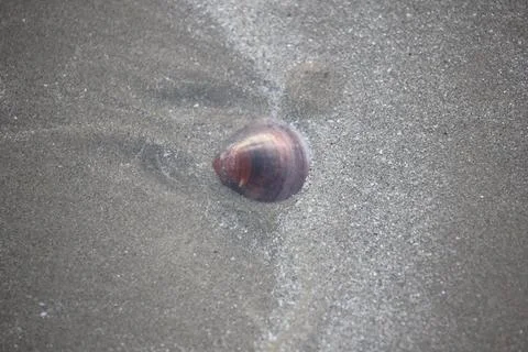 Beach sand texture with shells suitable for background Stock Photos