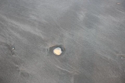 Beach sand texture with shells suitable for background Stock Photos
