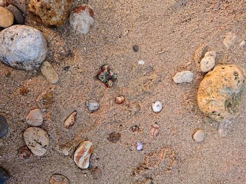 Beach sand texture with some shells Stock Photos