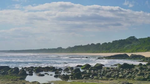 Beach Sand Trees Rocks Corals Moss Waves Stock Footage 329725311