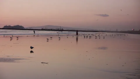 Beach Sand Waves Birds  Stock Footage 172003011
