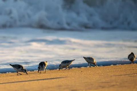 Beach Sanderlings Stock Photos