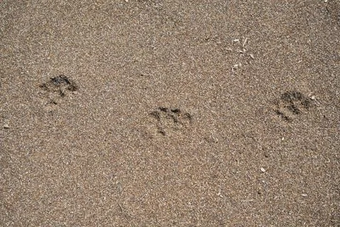 Beach sands background Stock Photos