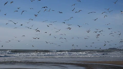 Beach of Santa Cruz Stock Footage 101029941