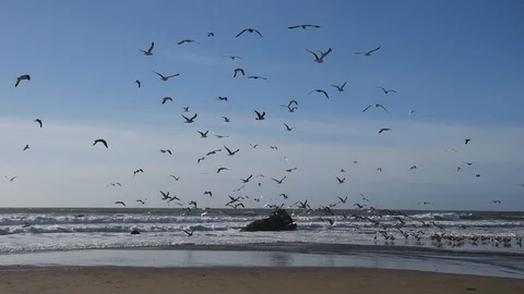 Beach of Santa Cruz Stock Footage 101030272