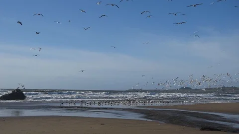 Beach of Santa Cruz Stock Footage 101030400