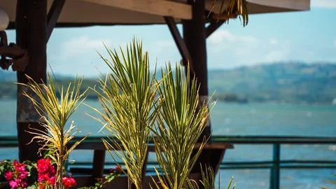 A beach scene with a bench and a table with a few potted plants Stock Photos