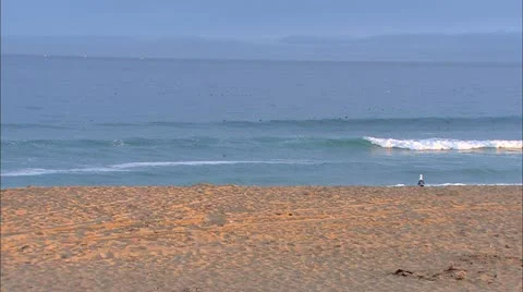 Beach Scene with Birds Video stock 21249600