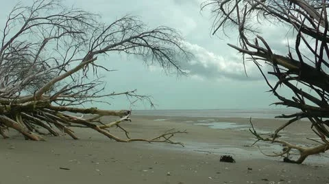 Beach scene framed by driftwood trees Video stock 11115468