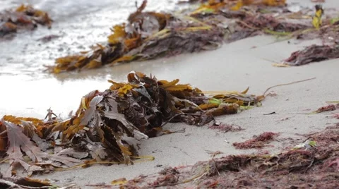 Beach scene with kelp Stock Footage