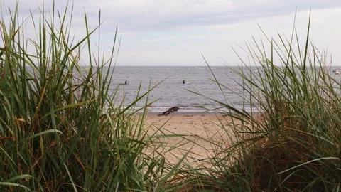 Beach scene paddle boarding dog playing slow motion stock footage Stock Footage 337768841
