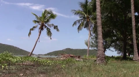 Beach scene with palm tree from Thailand Stock Footage 60749752