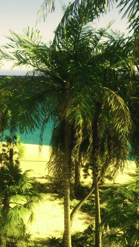 Beach scene with palm trees and clear water in the background during daylight Stock Footage 331663701