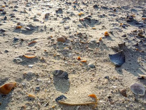 A beach scene with shells scattered across the sand Stock Photos