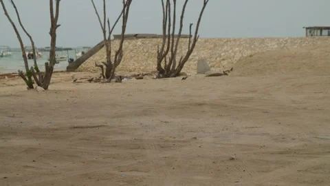 Beach scene with stray cat and food trucks Video stock 334328434