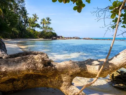 Beach scene. Summer background with big tree trunk across on the sand beach.. Stock Photos