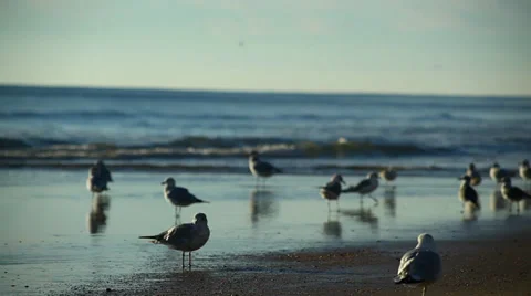 Beach Scene at Sunrise Stock Footage 32708527