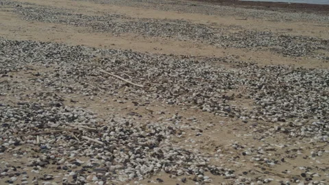 Beach scene tranquil. Peaceful shoreline filled with weathered shells and Stock Footage 334012400