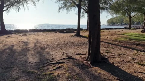 Beach scene with a tree in the foreground Vídeo Stock 332203270
