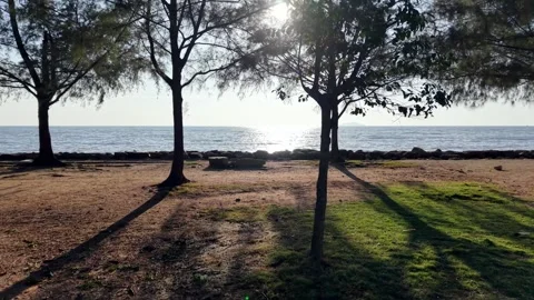 Beach scene with trees and sea in silhouette Vídeo Stock 329355176