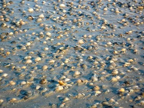 A beach scene with a variety of shells scattered across the sand at Island .. Stock Photos