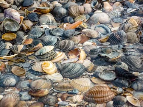 A beach scene with a variety of shells scattered across the sand at Island .. 库存照片
