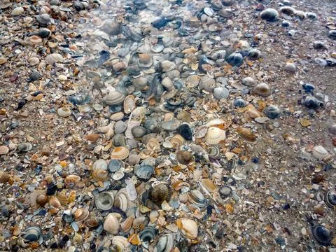 A beach scene with a variety of shells scattered across the sand at Island .. Stock Photos