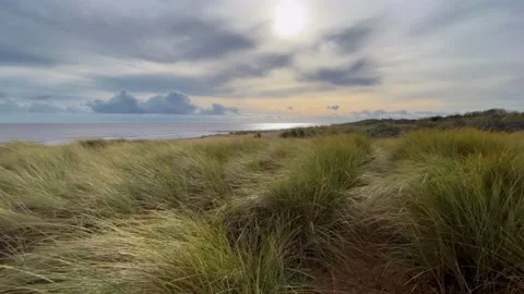 Beach scene with warm sunlight. Green tufts of Marram grass growing in the .. Vidéo 236375452