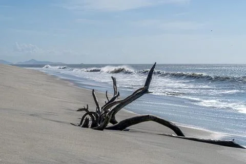 Beach scene with waves and drift wood Foto stock