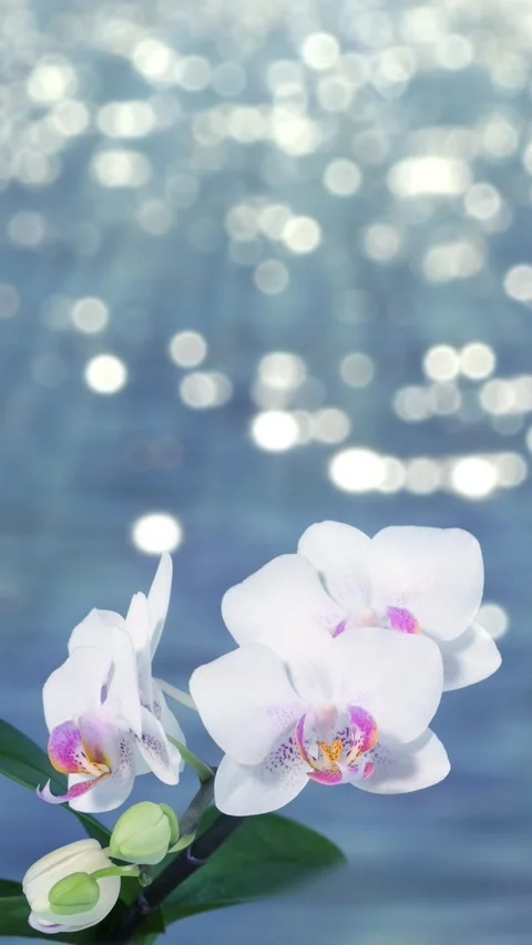 Beach scene with white flower Stock Footage 263138168