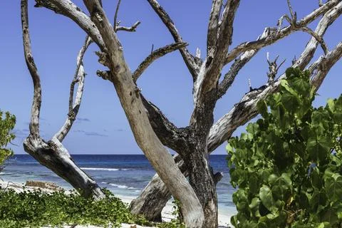 Beach Scenery With Dead Trees Stock Photos