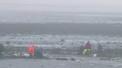 Beach Scientists Stock Footage 11155991
