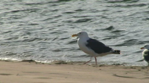 Beach Sea Gull Stock Footage 726225