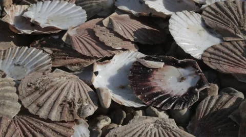 Beach Sea Shells | HD 1080 Stock Footage 47716939
