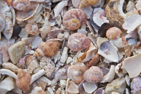 Beach, sea shells Stock Photos