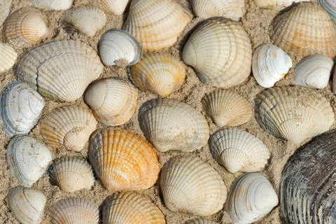 Beach with sea shells under the sunlight Foto stock