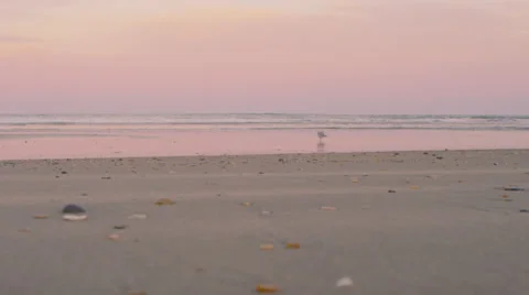 Beach Seagull B Roll 1 Stock Footage 25132370