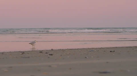 Beach Seagull B Roll 2 Stock Footage 25132417