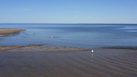 Beach Seagull Flyover Video stock 128300153
