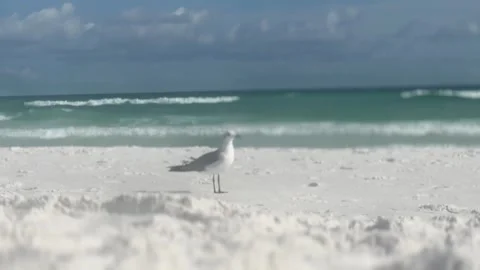 Beach with seagull, jogger runs by Video stock 313494340