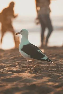 Beach Seagull Fotos de archivo